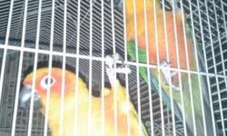 Male jenday and female conure pair if interested or want more pictures please contact us at 619 376 7318