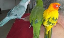 3 birds, a female green Quaker, a Male Sun Conure and a pallid blue Quaker Male. They were all friendly at one time. If separated they can be retamed, but together they will bite. All are beautiful and in full feather. All are on Zupreem Natural Pellets