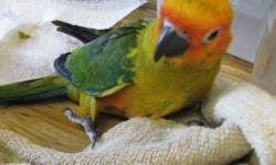 I would like to acquire an adult female Sun Conure.
Please send any photos or information if you have one you would like to sell.