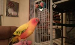 Effie is a wonderfully colored attention loving bird that kisses, says her name and just loves showers. She comes with a large cage, playtop and all her toys. You text or call 231-343-1873 for more information