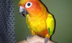 6 year old male sun conure, healthy, gorgeous orange/green feathers. Loves kids and women, iffy about men in hats. Hates the color red! Extremely cuddly with loved ones. Loves to have a bowl of water to take a bath in. Attempts to talk and is somewhat