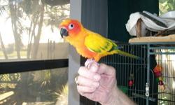 This beautiful bird is a Sun Conure approximately 7 years old. Male.
Senior couple needs a good home for him with caring adults to give him the love & attention he deserves.
Included is a large cage with all the equipment, toys, ect.