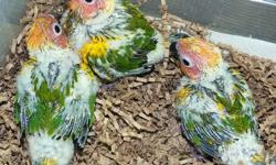 3 Sun Conure babies are available for deposit at Haus of Feathers. Two were hatched May 1 and one May 3. Mango, Pasha and Skittles have been banded and come with a one year limited genetic health guarantee. They can be held until weaning with a deposit of
