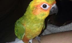 We currently have 1 baby sun conure for sale, will be ready to go likely next weekend! $400 located in Walkersville md right outside of Frederick, close to the WV, VA and PA state lines
This ad was posted with the eBay Classifieds mobile app.