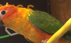 I HAVE A BABY SUN CONURE FOR SALE ITS VERY TAME AND LOVES ATTENTION ITS ON TWO FEEDINGS A DAY AND IS A GREAT PET FOR KIDS AND ADULTS ALIKE IM ASKING $285 ITS A FAIR PRICE CONSIDERING YOU WILL GET A CAGE HANDFEEDING FORMULA A SYRINGE AND FOOD TO FEED IT IF