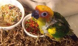 Haus of Feathers has a Sun Conure baby "Kashmir" 5 1/2 weeks old, weaning about 8-9 weeks. Taking $50. deposit with balance of $300. due on pickup. Weekly visits can be arranged until baby is weaned. If you can't visit pictures and updates will be sent