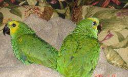 proven pair sun conures dna papers included , $500.00 no cage downsizing breeders , not tame birds good parents