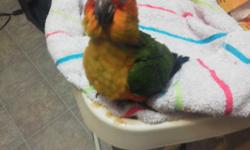 Ready to go aug 5th,2014. This baby is handfed. There is a $50 non refundable deposit. Willing to trade for a female wb caique. This baby is dnaed a male