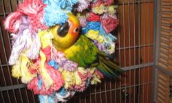 Sun Conure for sale.
The bird is almost 2 years old. Semi tame.
Will take food from the hand but is reluctant to perch on your hand.
Might be good in a breeding program.
Call Diane's Parrots at:
203-263-2335
Website: http://dianesparrotplace.weebly.com