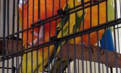 Breeding Pair of Sun Conure (breeders not pets). F-2.5 / M-3
Perfect feather, health and are very bonded to each other. Will not separate.
This Offer is void once they lay an egg (placed the nest box this weekend 10/21/12).
$460 - Will consider bird