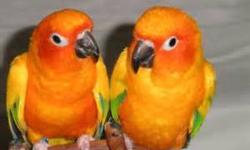 I AM OFFERING A YOUNG SUN CONURE PAIR.PRICE OF $400.00 IS FIRM,SO SERIOUS INQUIRIES ONLY PLEASE.THANK YOU