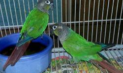 Pair of Sun Conures, 4 years old, they have layed 3 clutches of clear eggs in the past two years. $400, you must take both, I will not split them up. Surgically sexed male and female tattooed under their wings by Dr.Scott. Text or call 423@217@3966.