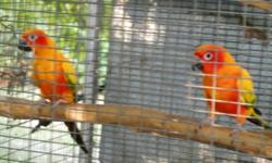 Gorgeous pair of Red Factor Sun Conures, proven, asking $550 for the pair. Cage NOT included. I live in the Phenix City, Al. area, If interested , Contact me at 334-408-0242