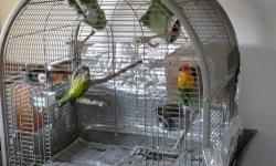 SUN CONURE FEMALE,ORANGE COLOR, NAME HARLEY, SHE DOES LAY EGGS
QUAKER CONURE MALE,GREEN COLOR, NAME SAM, HE DOES TALK
COMES WITH HUGH CAGE, WE HAVE HAD THEM FOR 10 YRS WOULD LIKE TO FIND A GOOD HOME FOR THEM. MAY TAKE A BIT FOR THEM TO GET USED TO A NEW