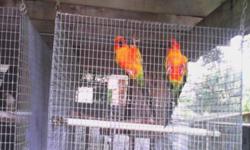 Bonded pair of Sun Conures $350 w/o cage