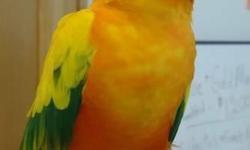 This is a bonded pair of sun conures not a breeding pair but they are clutchlings and they grew up together asking $200 if u would like to know more please call or text 619 -376-7318