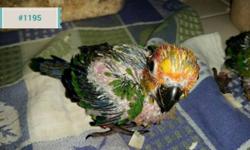 Three baby sun conures available, currently 6 weeks old, will be weened around 10-12 weeks of age. I do not let unweened babies leave. All birds are hand-raised and tame. Babies require a 50% deposits, which is non-refundable and goes towards the total