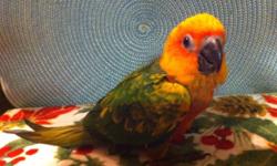 I have 4 sweet baby Sun Conures ready for new homes these babies love to snuggle and play. If you are interested call or text to set up an appointment to check these sweeties out. I also have Cinnamon green cheeks about 16 weeks old $125.00, lots of