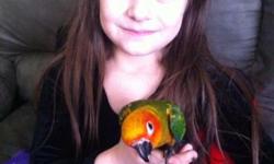 Sun Conures come check us out at Sugarmans Flea Market Sat & Sun 9:00 to 4:00 in Archbald or call for more information.