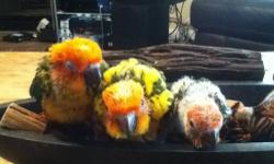 Very sweet bird for sale please contact me for any questions
Andrew 818-293-5869
Sun conures 6 weeks
You can reserve a bird
Negotiable
Feather nation
This ad was posted with the eBay Classifieds mobile app.