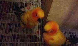 I have a bonded pair of sunconures. I Felipe both are females. Not sure. They have eggs and hoping for a home with time and attention for them. They like to psych out of the cage. Hoping the eggs won't hatch as I didn't want them to bond up. Contact me