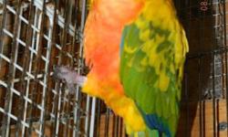 Male Sunday Conure 2 years old in excellent feathering and health. Is a breeder and not a pet as he is not tame. Has some Red Factor in him. If you have a DNA female Sun, Jenday or Sunday will buy female from you. Please call or e-mail me for more