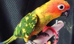 We have jenday and sun conure babies that are weaned and ready for their forever homes. We can DNA for $40 extra and we can ship for $125. Northeast PA 18058.Any questions please contact me. Thank You!
https://www.facebook.com/PoconoAna