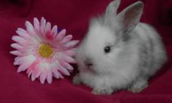 Super sweet mini breed bunnies available! Handled daily by kids. They love attention and to be held. Can be litter trained. They have no bad habits. Easy to care for. Good with kids as well as other animals. I have lionheads, mini lions, lionlops, Polish,