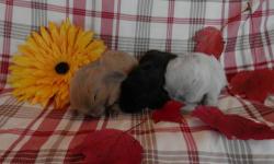 Super cute baby Easter bunnies available!! Preselling them now and we will hold them for you till Easter(if paid for). I have Mini lions and Holland lop litters for Easter, I will have blue tort hollands just shortly after Easter as well. Get first pick