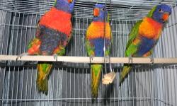 Newly weaned, they were hand fed babies but need some retaming work, it wont take much. These birds are very smart & playful clowns, great talkers. I can ship anywhere in the US via Delta airlines. See my website at www.exoticparrots4sale.com