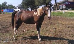 I have a very sweet paint mare that stands just under 14 hands. She is laid back and gentle natured. She had been ridden by an 11yr old. She is very easy to catch, easy keeper. Gets along great with other horses & goats. She is the perfect size for a an