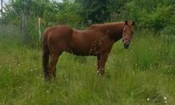 Brandy is a very wonderful horse. She is approximately 25 years old. She is great as a first horse for someone. She is very easy going and doesn't kick or bite. I hate having to re home her, but I don't have my entire place fenced in yet and she has been