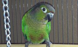 Sweet handfed normal green cheek conure baby weaned and ready to go home. this is my last baby 3 months old contact me for information.
Thank you Please call 702-812-1108 located in Grand Junction Colorado. Please look at my website