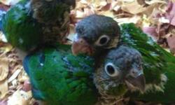I have three baby green check conure ready for their new home. They are about 8 weeks old NOW(7-20-14) They DO NOT bite at all since they are little babies. They are all eating on their own now.
Feel free to call/text me @ 512-333-2319 for more