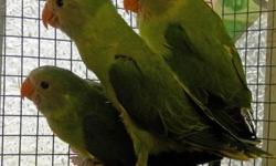 Re-homing three Plumhead Parrots. They are a few months old. Re-homing fee is $350. Please call 210-705-2710 or 210-402-6115.
