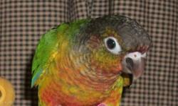 Beautiful Yellowside Green Cheek Conure babies weaning now. Should be ready to join you and your family in aprox 3 weeks. Handtame and handfed by us in our loving home for your sweet companion. FOA2014-36 Hatched 9/12/14