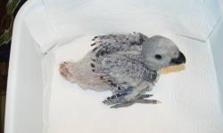 Hello & thanks for checking out my posting. I have a beautiful, healthy, well socialized Congo baby that will be ready for it's new forever home soon. Baby bird is 44 days old today, and weighs 430 grams. His parents are a stunning red factor pair. This