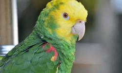 Beautiful Blue-Fronted Amazon and Double Yellow Amazon Parrot
We have been handfed are tame and talking. We love to sing and dance. We have been taught songs and if you sing them we will love you even more and sing right back. We love to dance, be held,