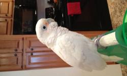 Beautiful sweet Goffins cockatoo. Looking for a loving home. Excellent feather condition and very healthy! He is on a veggie and pellet diet along with fruit... Please contact me with any questions... 615-861-0613 cell text or call... Thank you for your