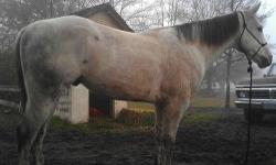 7YR 15.1HHS
SUPER SWEET & GENTLE ANY ONE CAN RIDE HIM,
WALKS, TROTS, CANTERS, BACKS, MOVE OFF YOUR LEGS, EASY TO GET ALONG
HE CAN BE RODE WITH A SADDLE, OR JUMP ON HIM BAREBACK, WITH A HALTER, HE IS SO LADY BACK, NOTHING BOTHERS HIM.
HE HAS BEEN BRAND OFF