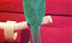 We have many sweet, pretty and very healthy Green Cheek Conures for sale. They were hand fed and hand raised since being pulled from the nest @ 2 weeks of age. We have DNA"d males and females avail. March 2013 and April 2013 hatch date. These little guys