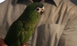 We have baby Hahn's Mini Macaws available. We are currently hand-feeding. Small deposit will hold baby till weaned. They will be weaned to a healthy diet and well socialized.