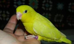Hi I have several baby parrotlets almost ready for there forever new homes.I have
1 pastel blue female. 250.00
1 am. yellow female 175.00
2 am. yellow males 200.00 ea.
1 blue pied male 175.00
1 blue pied female 175.00
1 blue female 150.00
.
Thank you