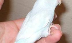 ONE SWEET BABY PARROTLET LEFT. SHE IS A DILUTE BLUE. BRIGHT WHITE TRIMMED IN PASTEL BLUE.
THIS BABY IS CLOSED BANDED. AND COMES WITH A HATCH CERTIFICATE AND HEALTH GUARANTEE,,
PARROTLETS ARE ONE OF THE SMALLEST TRUE PARROTS KEPT HERE IN THE UNITED STATES.