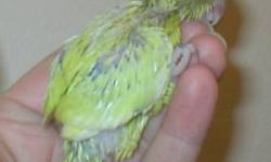 CURRENTLY HANDFEEDING (2) BABY PACIFIC PARROTLETS.
ONE IS A DILUTE BLUE (FEMALE. AND THE OTHER IS A DILUTE (YELLOW FEMALE).
BOTH ARE BANDED. AND COME WITH A HATCH CERTIFICATE AND HEALTH GUARANTEE..
THESE BABIES WILL BE READY FOR THEIR NEW FOREVER HOMES
