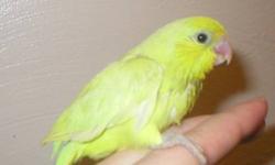 CURRENTLY HANDFEEDING VARIOUS COLORS OF PARROTLETS.
BABIES ARE CLOSED BANDED..
COMES WITH HEALTH GUARANTEE..
YELLOW FEMALES ARE $175.00
GREEN FEMALES ARE $125.00
More babies will be posted to the website soon....
Blues, Pieds, and Green Rumps!!!!
VISIT MY