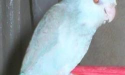 SWEET LITTLE GIRL.. LIKES TO SNUGGLE..
PARROTLETS ARE ONE OF THE SMALLEST OF THE TRUE PARROTS. MEASURING JUST 5 INCHES TALL.. THEY ARE PERFECT FOR APARTMENTS AND CONDOMINIUMS DUE TO THEIR LOW VOCALIZATION..
PLEASE CONTACT ME FOR DETAILS...