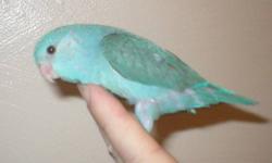 Sweet baby parrotlets. ALL are closed banded and handfed.. Baby comes with a hatch certificate and health guarantee..
I GUARANTEE MY PARROTLET BABIES TO BE FREE OF CONGENITAL DEFECTS DUE TO IMPROPER PAIRING...
Parrotlets are one of the smallest "TRUE"