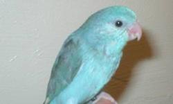 I HAVE (4) SWEET LITTLE GIRLS THAT ARE READY FOR THEIR NEW HOMES.
ALL ARE CLOSED BANDED AND COME WITH A HATCH CERTIFICATE AND HEALTH GUARANTEE..
ALSO COME WITH A FEW DAYS SUPPLY OF FOOD AND ACCESSORIES.
$150.00 EACH
PARROTLETS ARE ONE OF THE SMALLEST OF