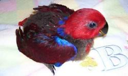 Hello, I have one female Eclectus available. She will be weaning soon and I would like to have a new home for her. She has been trained to step-up and down and is also being harness trained.